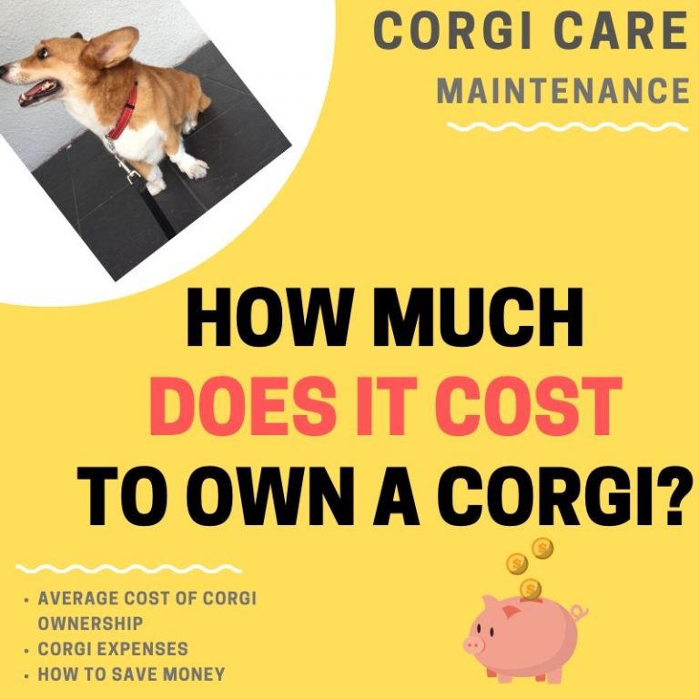 How Much Does It Cost to Own a (Average Monthly Expenses