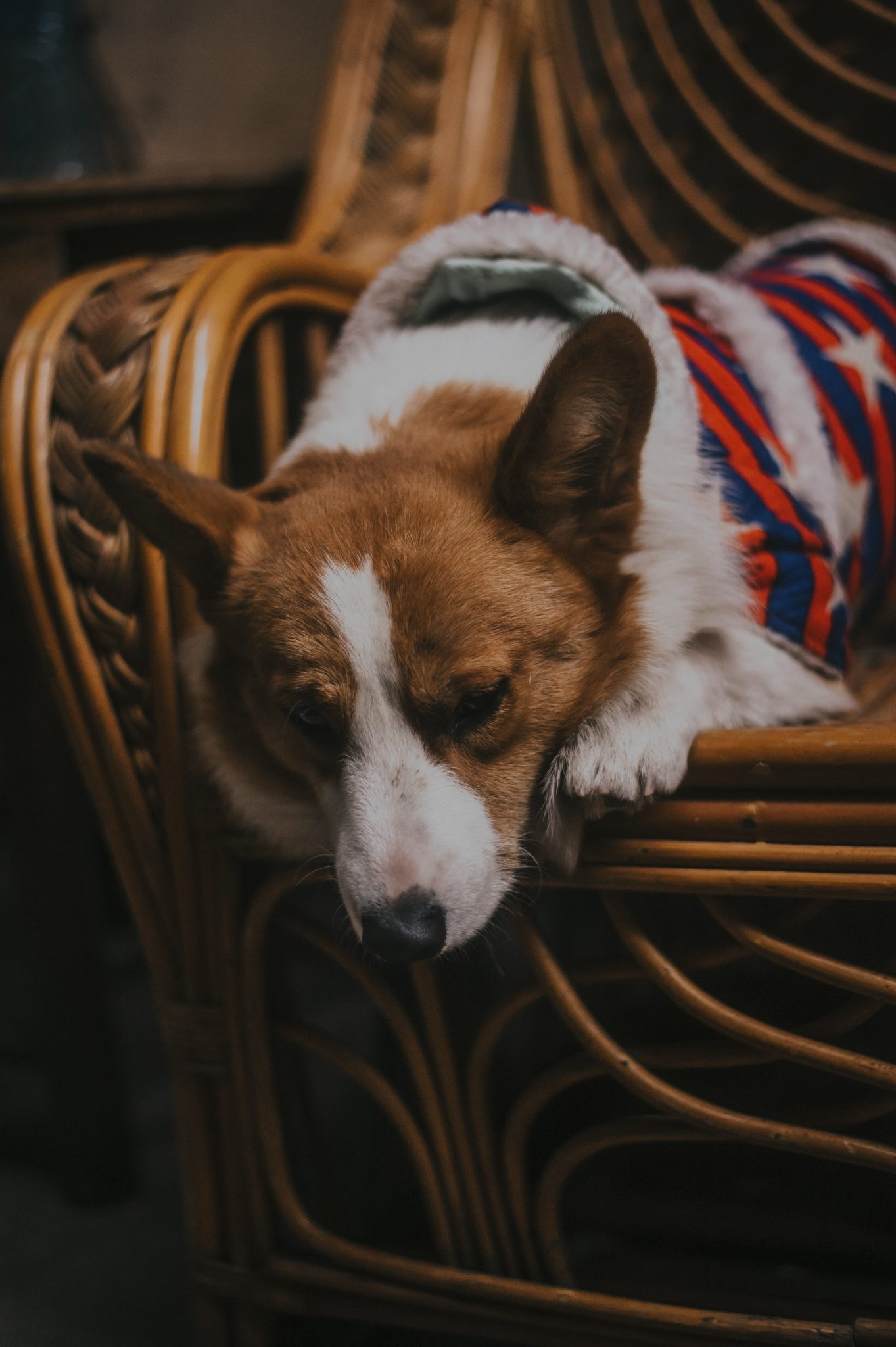 how-much-should-i-feed-my-corgi-hint-it-depends-corgi-adoption