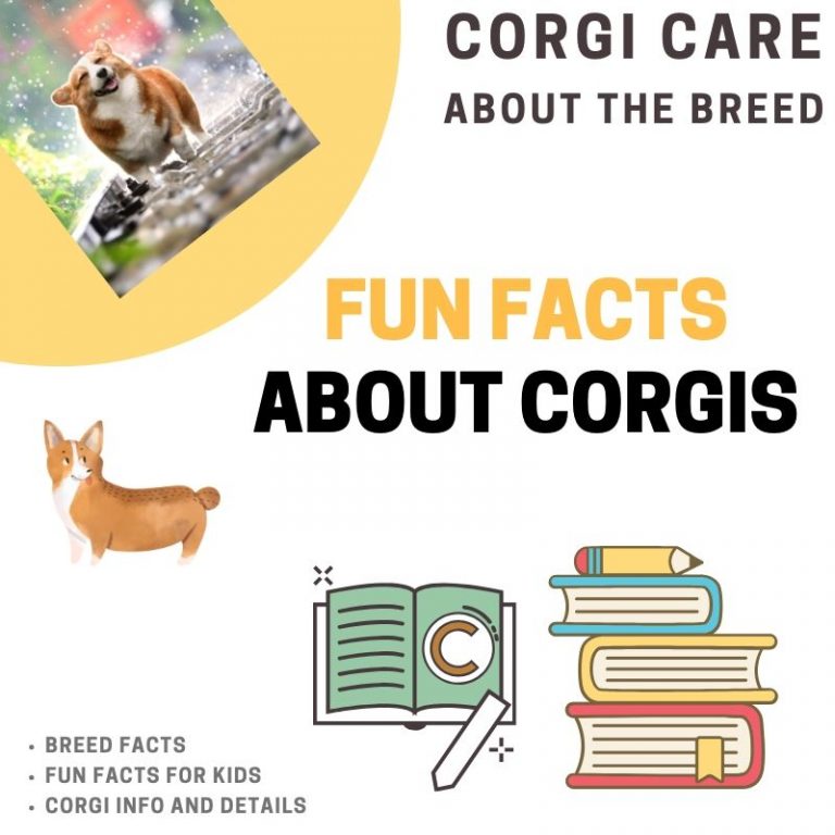 36 Fun Facts About (Perfect for Kids) Adoption