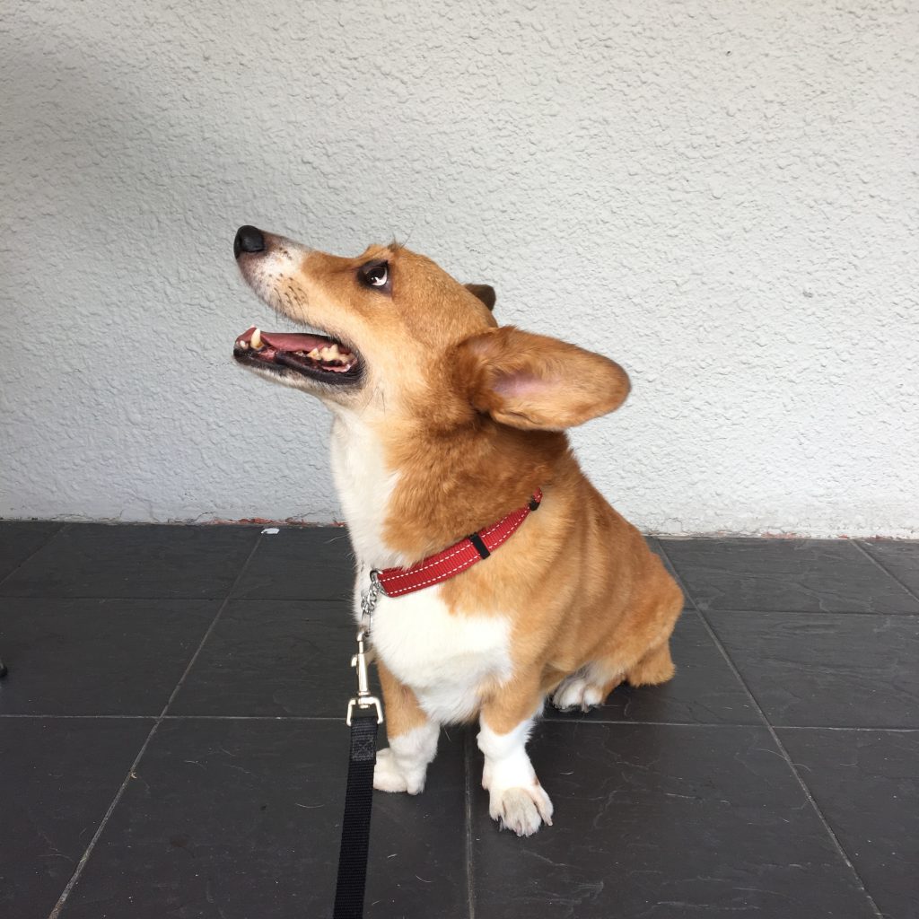 why do corgis bite so much