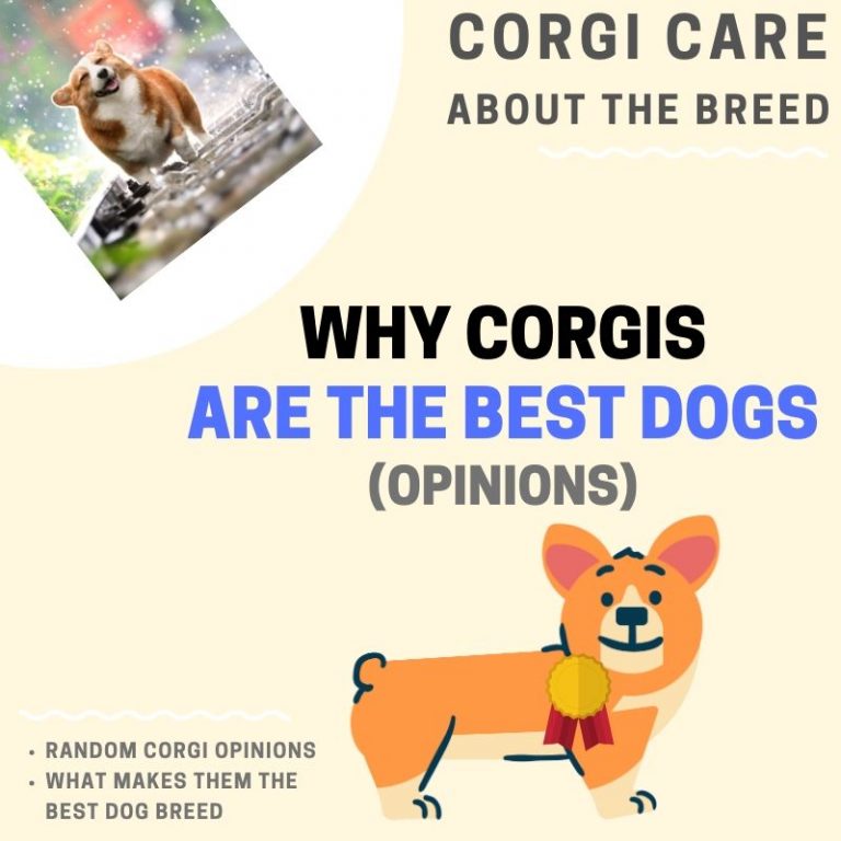 9 Reasons Why Are the Best Dogs (Ever!) Adoption