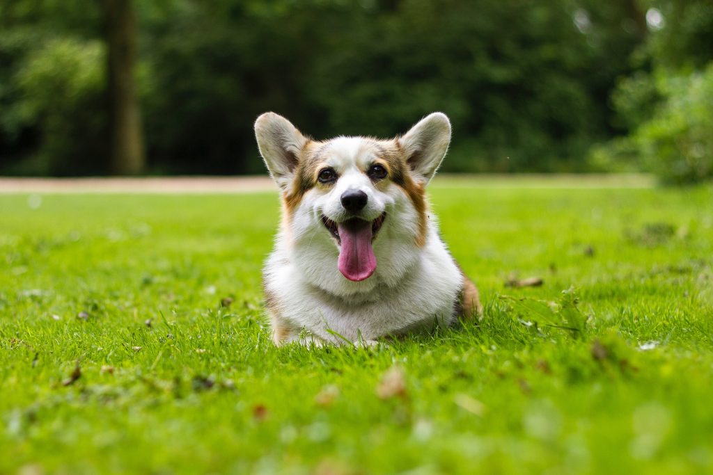 how often do corgi puppies poop