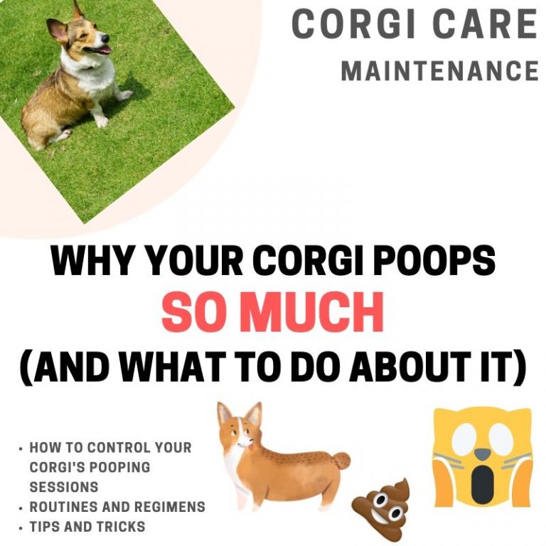 16 Pros and Cons of Ownership (You Should Know) Adoption