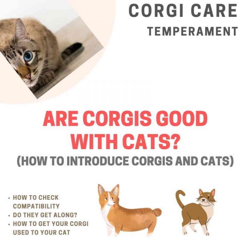Are Good With Cats? (What You Need to Know) Adoption